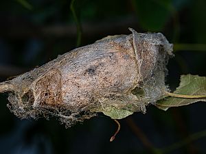 Gastropacha populifolia Raupe