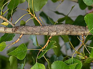 Gastropacha populifolia Raupe