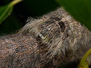 Gastropacha populifolia Raupe