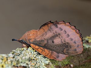 Gastropacha quercifolia