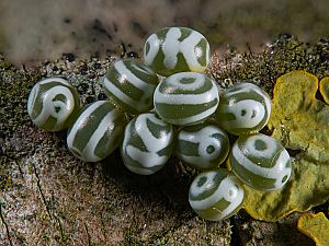 Gastropacha quercifolia