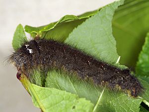 Gastropacha quercifolia