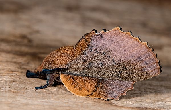 Gastropacha quercifolia