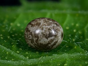 Lasiocampa quercus