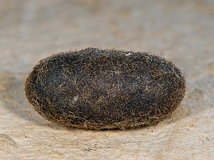 Lasiocampa quercus