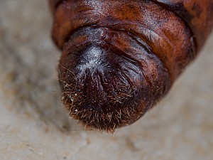 Lasiocampa quercus