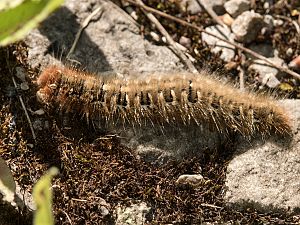 Lasiocampa quercus