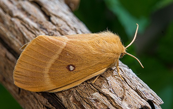 Lasiocampa quercus Weibchen