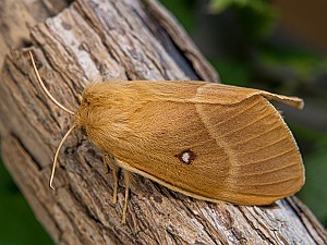 Lasiocampa quercus Weibchen