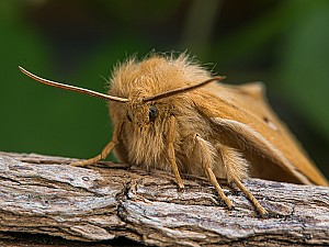 Lasiocampa quercus Weibchen