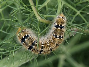 Lasiocampa terreni