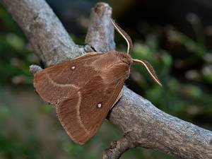 Lasiocampa trifolii