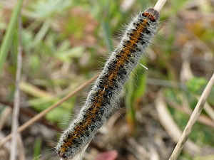 Lasiocampa trifolii