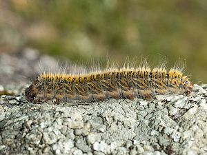 Lasiocampa trifolii