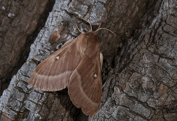 Lasiocampa trifolii