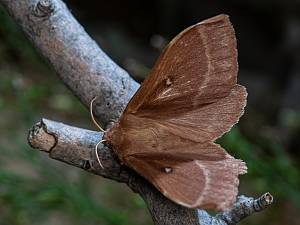 Lasiocampa trifolii