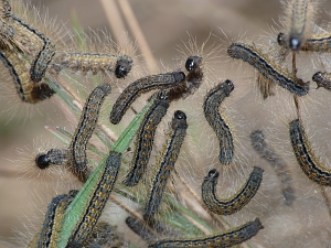 Malacosoma castrensis