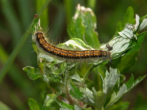 Malacosoma castrensis