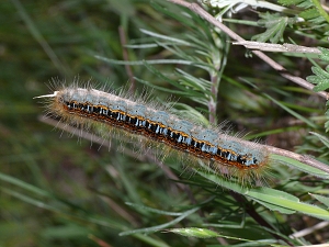 Malacosoma castrensis