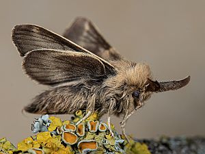 Malacosoma franconica