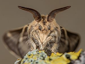 Malacosoma franconica