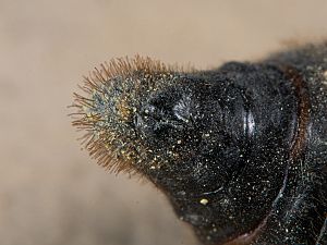 Malacosoma franconica