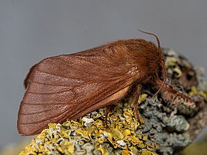 Malacosoma franconica