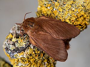 Malacosoma franconica