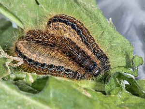 Malacosoma castrensis