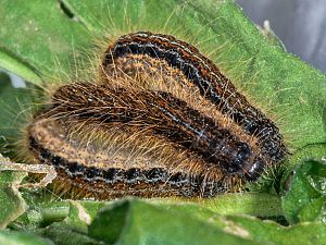 Malacosoma franconica