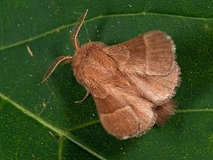 Malacosoma neustria