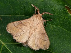 Malacosoma neustria