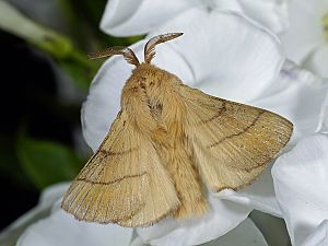 Malacosoma neustria