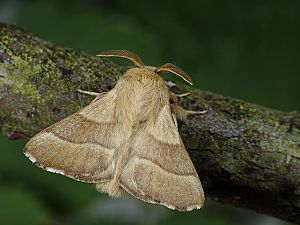 Malacosoma neustria