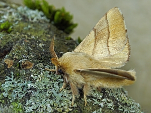 Malacosoma neustria