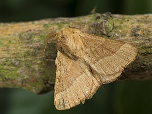 Malacosoma neustria