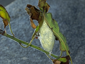 Malacosoma neustria