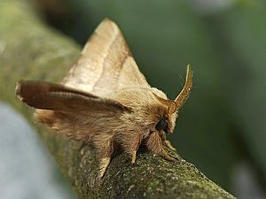 Malacosoma neustria