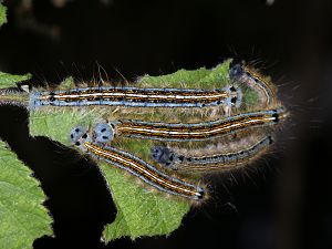 Malacosoma neustria