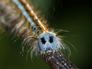 Malacosoma neustria