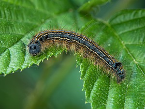 Malacosoma neustria