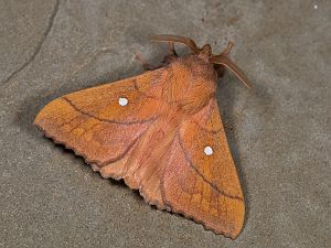 Odonestis pruni
