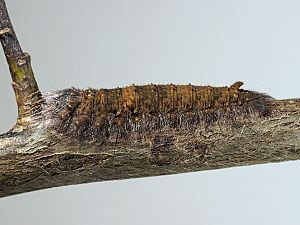Phyllodesma tremulifolia