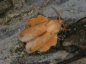 Phyllodesma tremulifolia