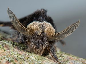 Poecilocampa populi