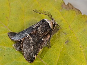 Poecilocampa populi