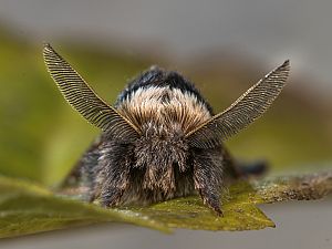 Poecilocampa populi