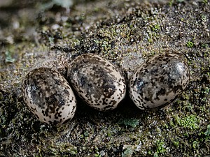 Poecilocampa populi