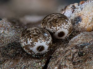 Poecilocampa populi