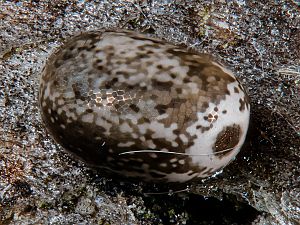 Poecilocampa populi